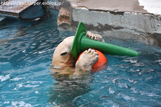 2018年9月 天王寺動物園 その2_a0052986_92146.jpg