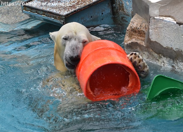 2018年9月 天王寺動物園 その2_a0052986_935848.jpg