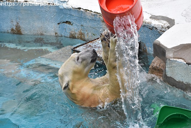 2018年9月 天王寺動物園 その2_a0052986_941687.jpg
