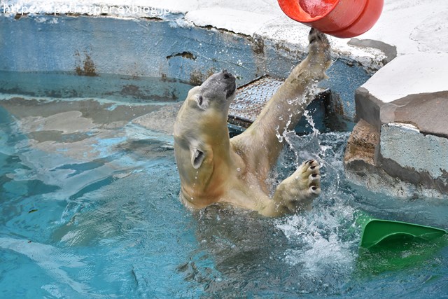 2018年9月 天王寺動物園 その2_a0052986_943556.jpg