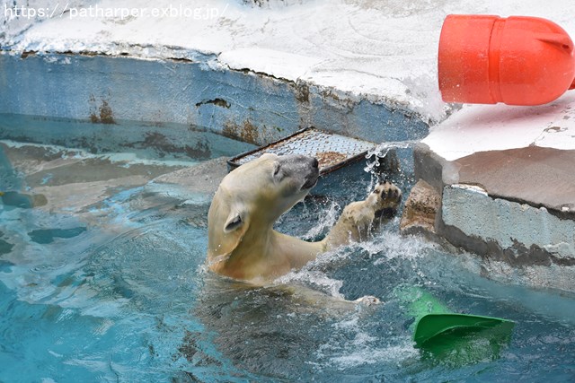 2018年9月 天王寺動物園 その2_a0052986_945119.jpg