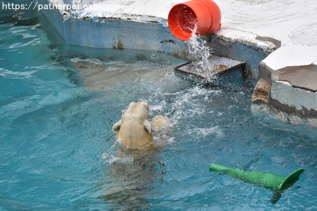 2018年9月 天王寺動物園 その3 Shilkaのオヤツ_a0052986_949695.jpg
