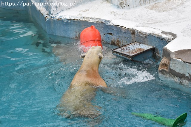 2018年9月 天王寺動物園 その3 Shilkaのオヤツ_a0052986_9513343.jpg