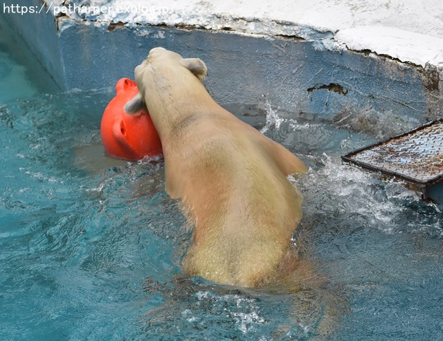 2018年9月 天王寺動物園 その3 Shilkaのオヤツ_a0052986_9515361.jpg