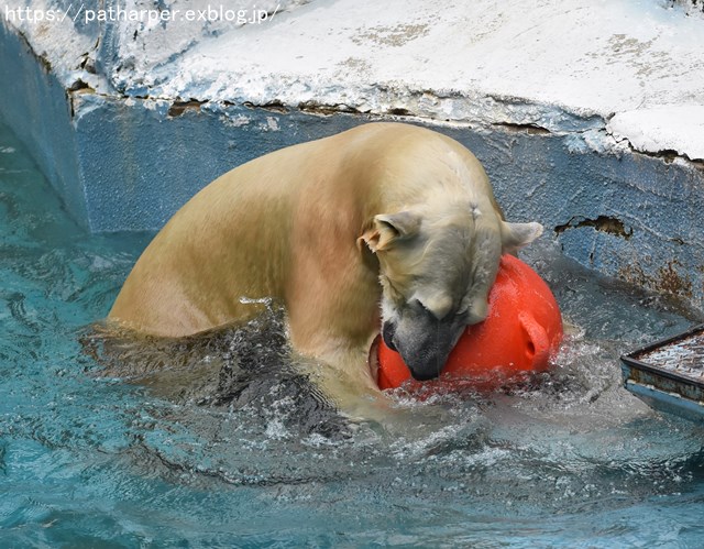 2018年9月 天王寺動物園 その3 Shilkaのオヤツ_a0052986_9521734.jpg