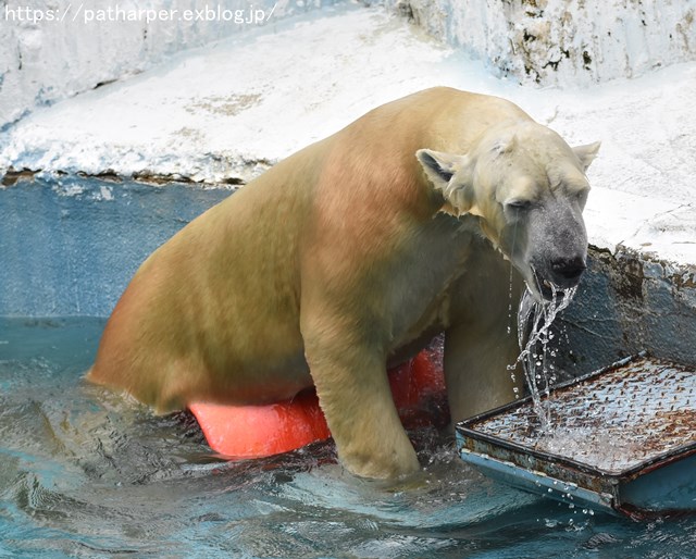 2018年9月 天王寺動物園 その3 Shilkaのオヤツ_a0052986_9523934.jpg