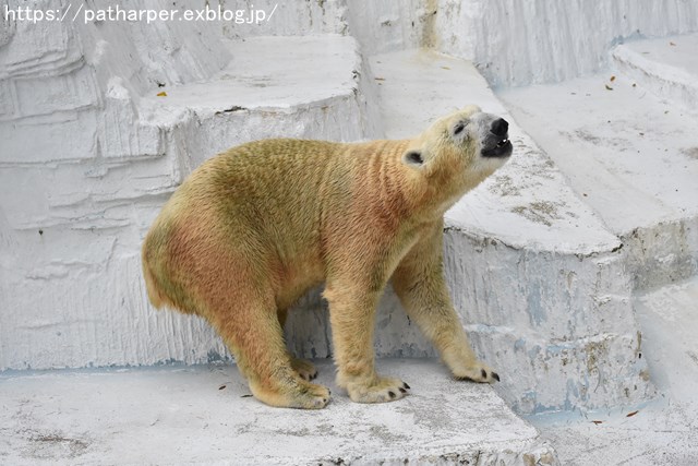 2018年9月 天王寺動物園 その3 Shilkaのオヤツ_a0052986_9532353.jpg