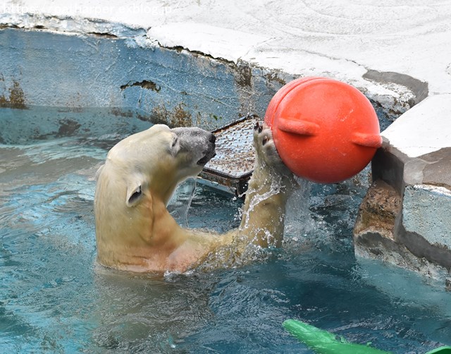 2018年9月 天王寺動物園 その2_a0052986_953295.jpg