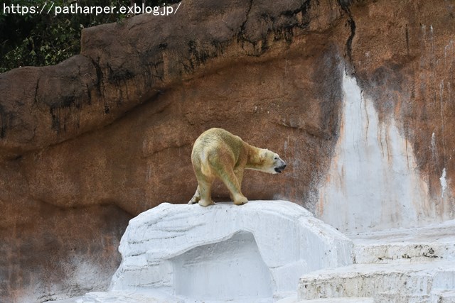 2018年9月 天王寺動物園 その3 Shilkaのオヤツ_a0052986_9541419.jpg