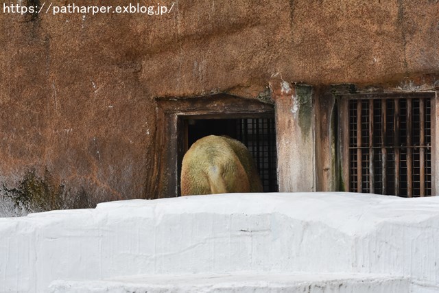 2018年9月 天王寺動物園 その3 Shilkaのオヤツ_a0052986_9542569.jpg