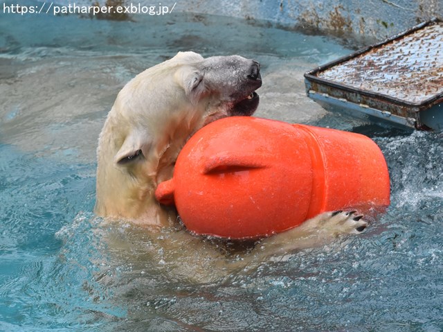 2018年9月 天王寺動物園 その2_a0052986_954974.jpg