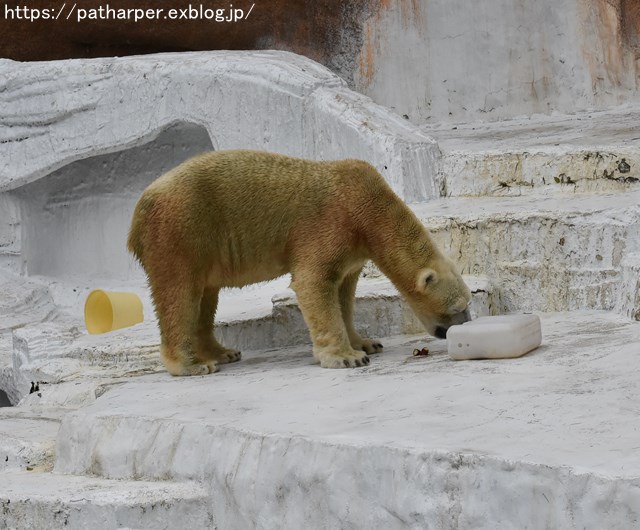 2018年9月 天王寺動物園 その3 Shilkaのオヤツ_a0052986_9565836.jpg