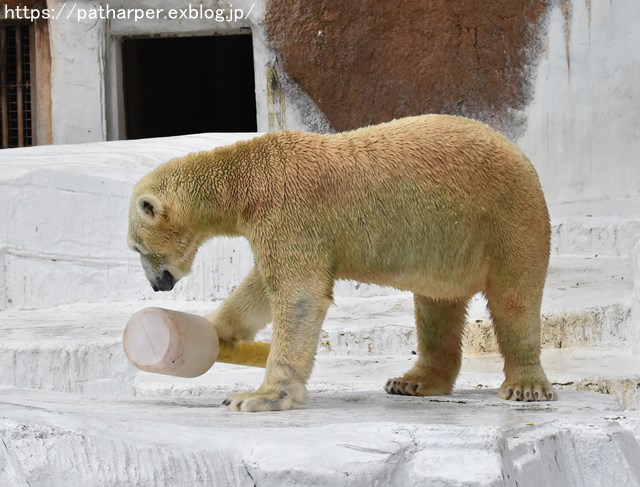 2018年9月 天王寺動物園 その3 Shilkaのオヤツ_a0052986_9592778.jpg