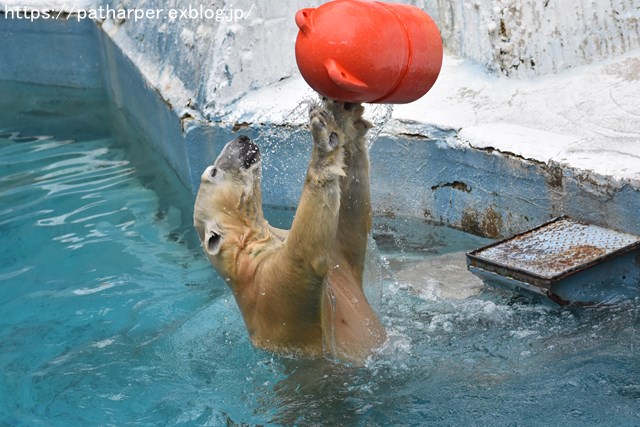 2018年9月 天王寺動物園 その2_a0052986_963832.jpg