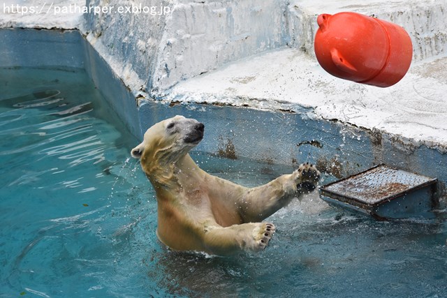 2018年9月 天王寺動物園 その2_a0052986_964837.jpg