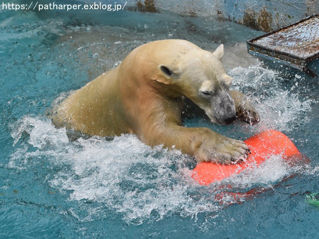 2018年9月 天王寺動物園 その2_a0052986_972650.jpg