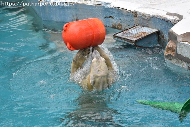 2018年9月 天王寺動物園 その2_a0052986_981361.jpg