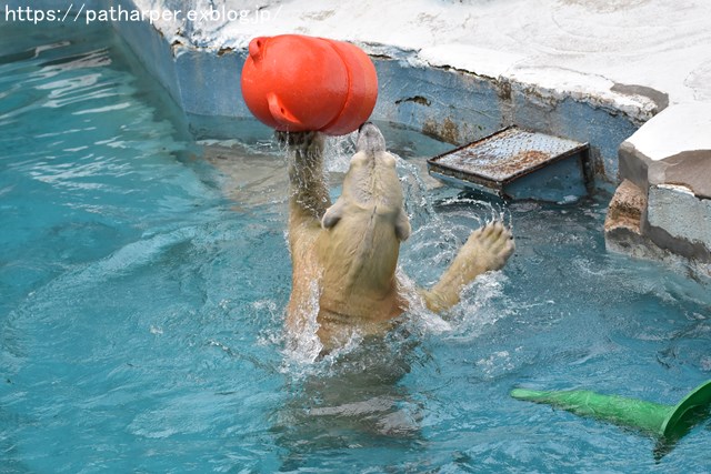 2018年9月 天王寺動物園 その2_a0052986_983094.jpg
