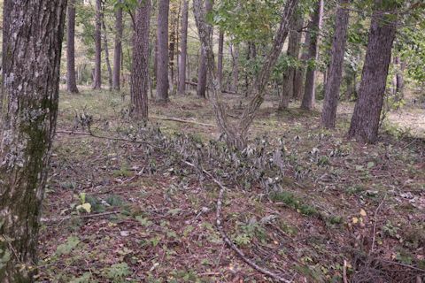 c0090198_20422246.jpg