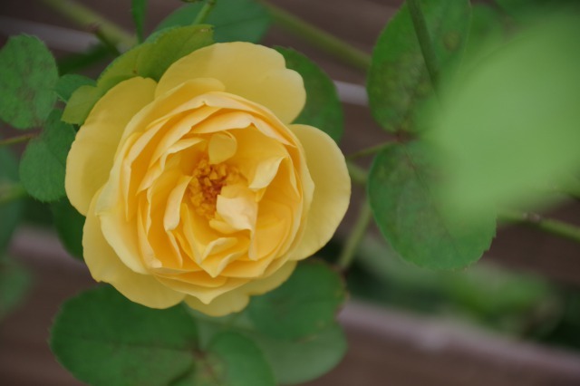 小さなローズガーデンに咲く秋の薔薇 季節の風を追いかけて 小さなローズガーデンに咲く秋の薔薇 季節の風を追いかけて