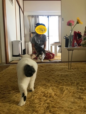 ハナマロちゃん 新生活スタート!_f0242002_22270048.jpg