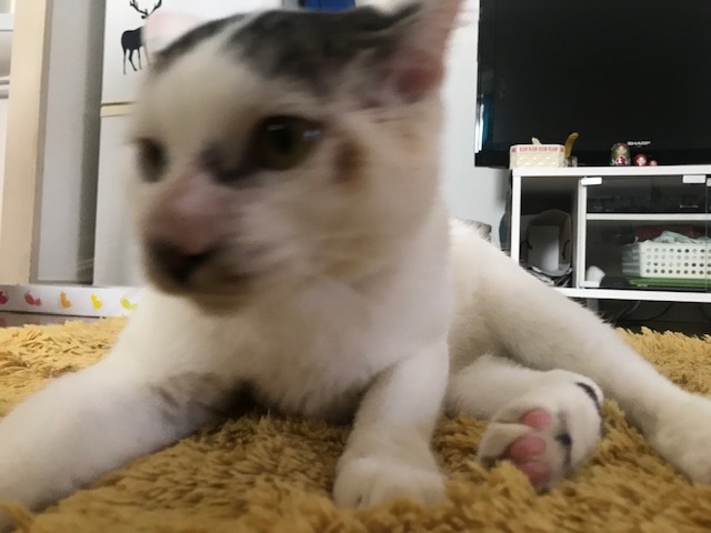 ハナマロちゃん 新生活スタート!_f0242002_22272883.jpg