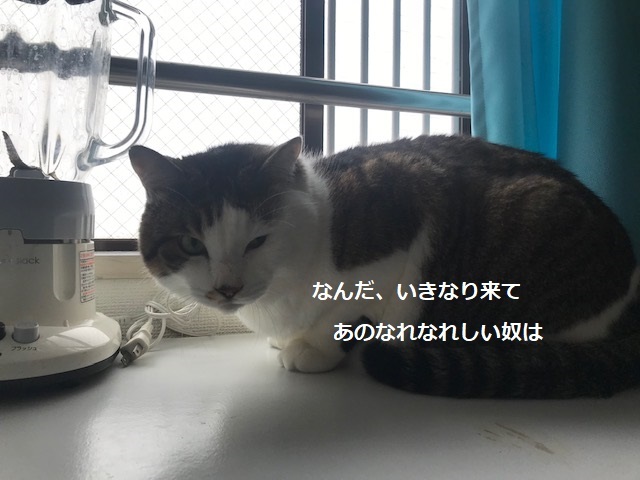 ハナマロちゃん 新生活スタート!_f0242002_22284782.jpg