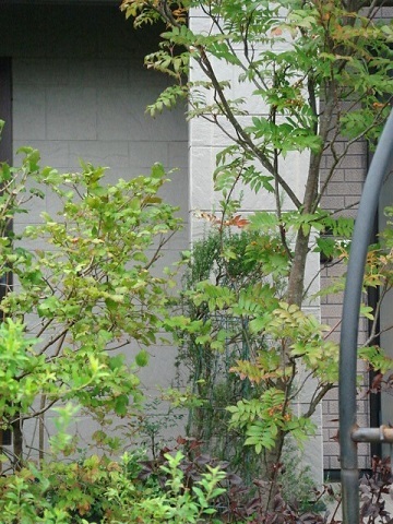 c0112206_07243119.jpg