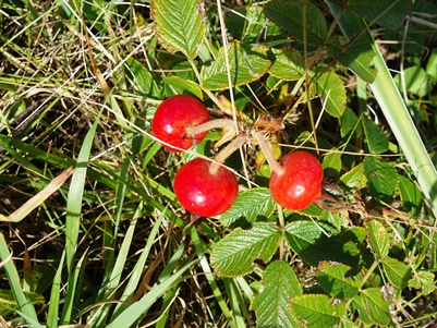 c0204725_102915.jpg