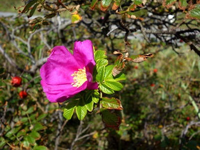 c0204725_10291837.jpg
