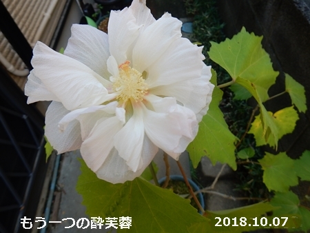 e0033229_19331672.jpg