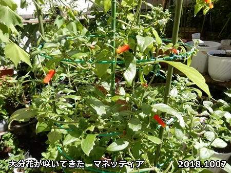 e0033229_19375744.jpg