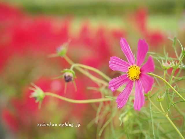 鶏頭の花と秋桜のコラボ～♫_f0295238_15090990.jpg
