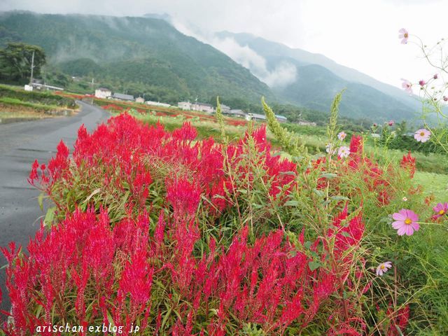 鶏頭の花と秋桜のコラボ～♫_f0295238_15101886.jpg