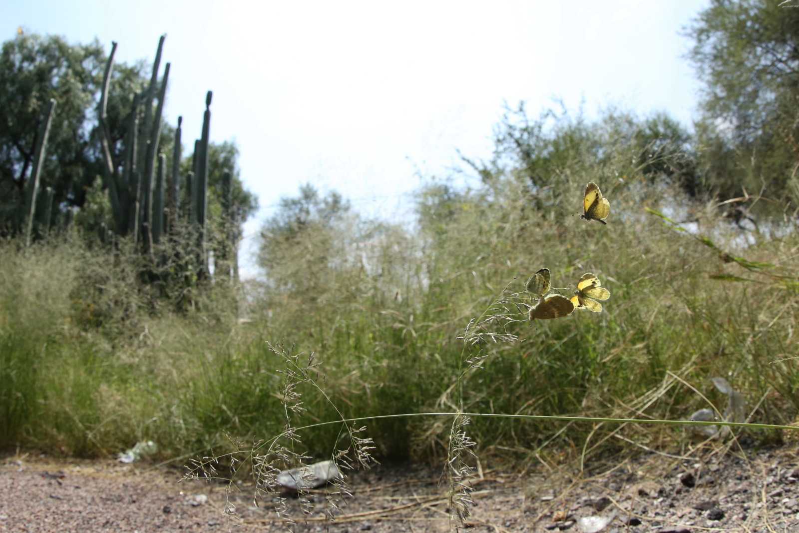 チビキチョウの交尾など（Mexico、20181006）_f0345350_07431213.jpg