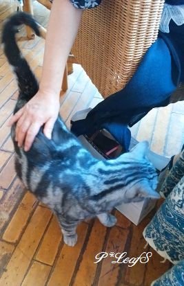 c0176651_18070897.gif