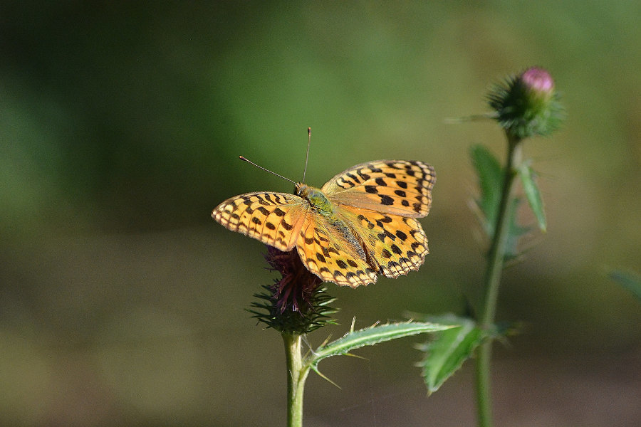 d0387460_00354792.jpg