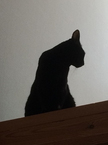d0018868_06504136.jpeg