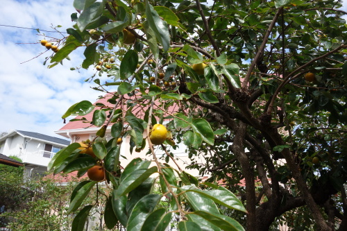 b0245877_22510717.jpg