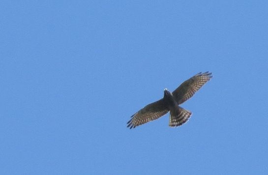 d0020180_10013289.jpg