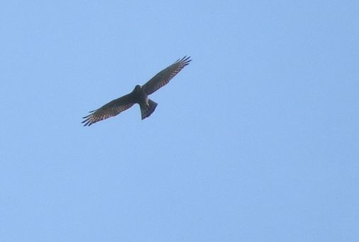 d0020180_10013381.jpg