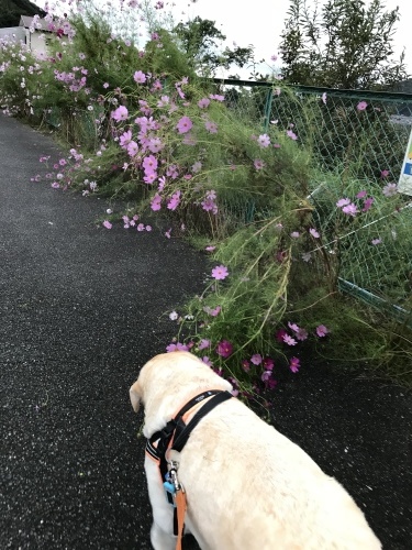 f0315081_23452925.jpeg
