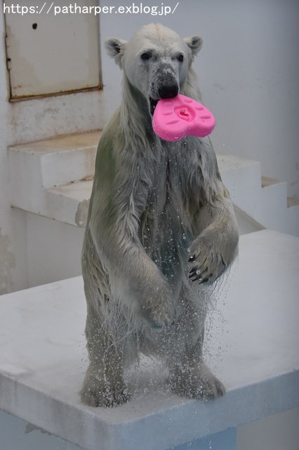 2018年9月 熊本市動植物園 その6(2日め)_a0052986_8444129.jpg