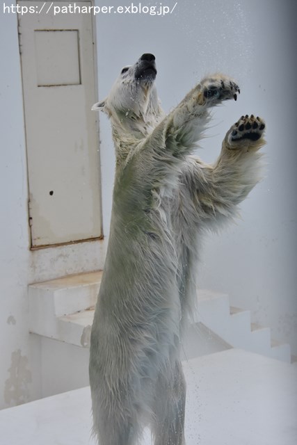 2018年9月 熊本市動植物園 その6(2日め)_a0052986_844532.jpg
