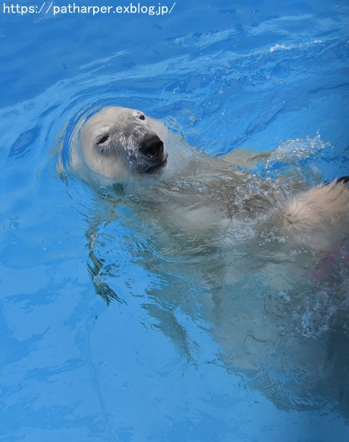2018年9月 熊本市動植物園 その6(2日め)_a0052986_845976.jpg