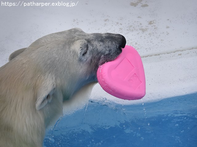 2018年9月 熊本市動植物園 その6(2日め)_a0052986_8463732.jpg