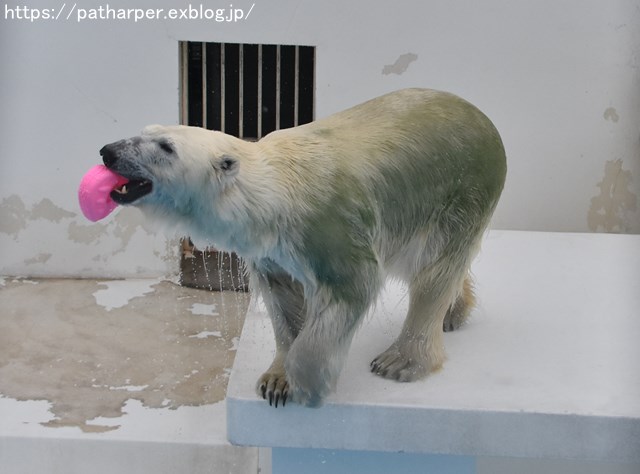 2018年9月 熊本市動植物園 その6(2日め)_a0052986_84655100.jpg