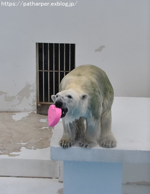 2018年9月 熊本市動植物園 その6(2日め)_a0052986_8471452.jpg