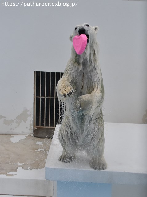 2018年9月 熊本市動植物園 その6(2日め)_a0052986_8472441.jpg