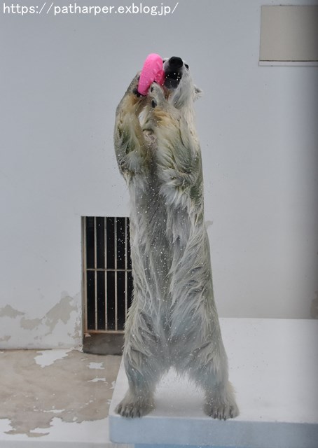 2018年9月 熊本市動植物園 その6(2日め)_a0052986_8473596.jpg